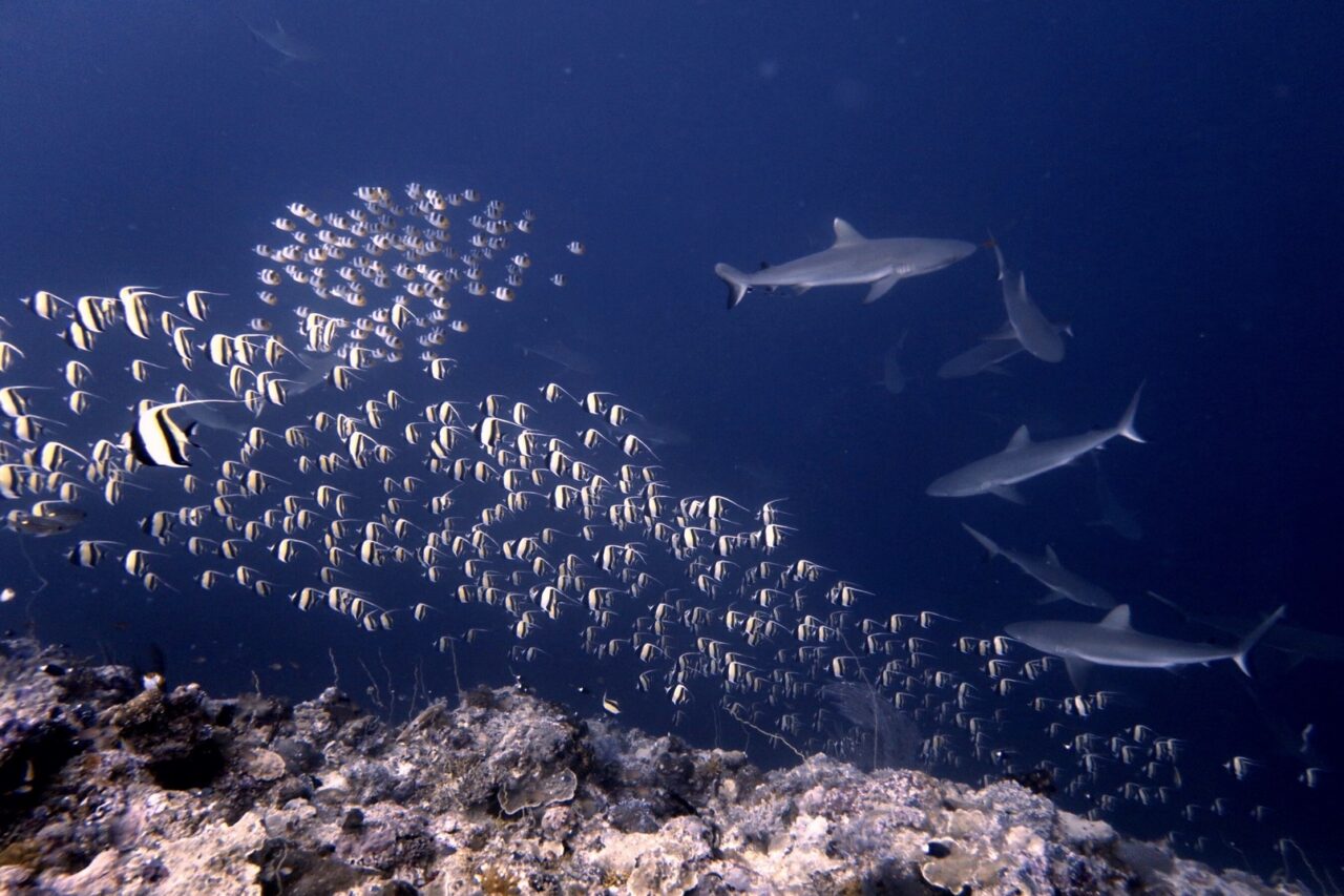 ツノダシの群れを背にグレイリーフシャークの群れを狙う ブルーコーナー パラオ ペリリュー島のダイビングショップ｜OMZオムズ
