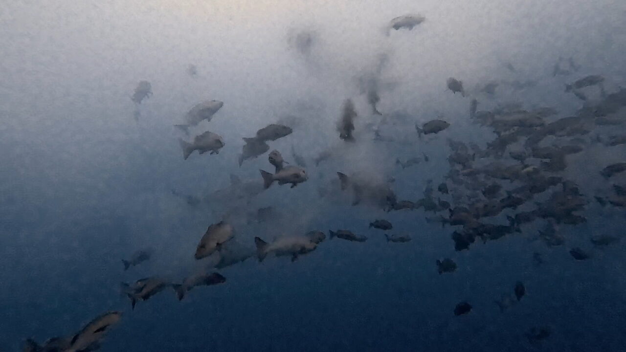 人食いブルシャークが正面からやってくる ペリリューコーナー ペリリューカット ペリリューエキスプレス パラオ ペリリュー島のダイビングショップ｜OMZオムズ