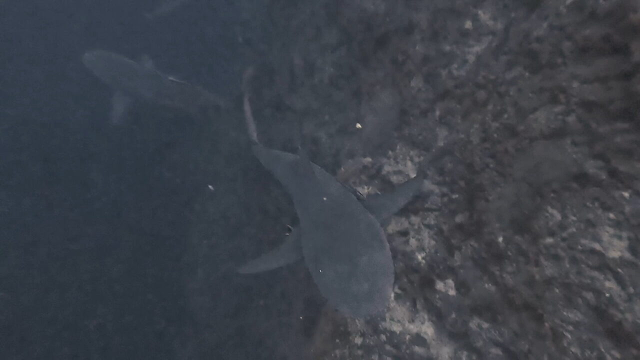 人食いのオオメジロザメが正面に ペリリューコーナー ペリリューカット ペリリューエキスプレス オレンジビーチ パラオ ペリリュー島のダイビングショップ｜OMZオムズ