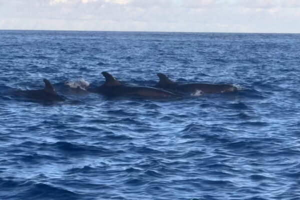 オキゴンドウクジラと泳ぐ