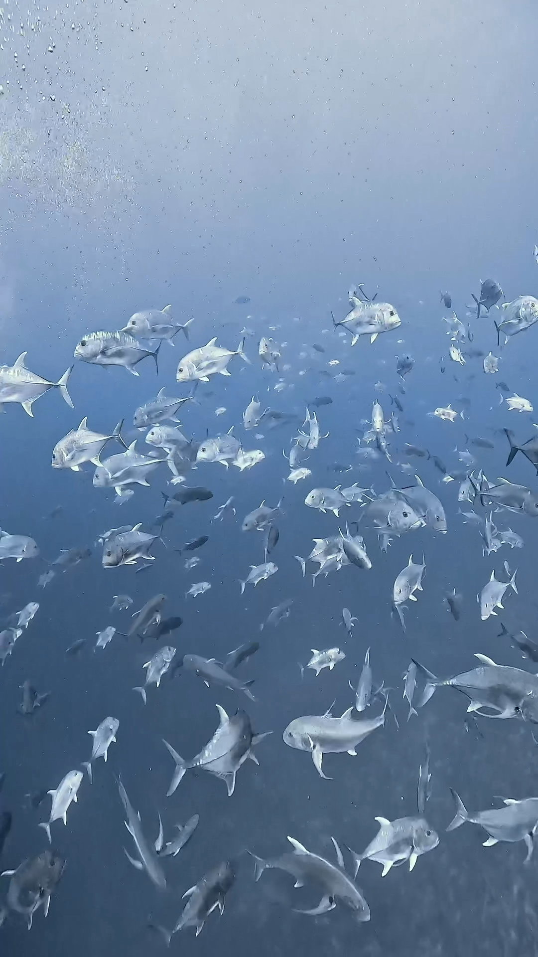 人喰いオオメジロザメ、ブルシャークの目の前までやってくる ペリリューコーナー ペリリューカット パラオ ペリリュー島のダイビングショップ｜OMZオムズ