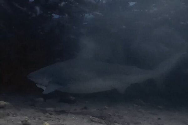 人喰いのオオメジロザメ、ブルシャークが手の届く距離