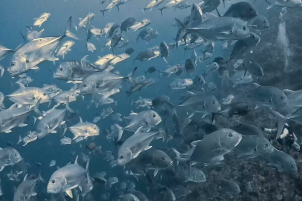 真正面から攻める