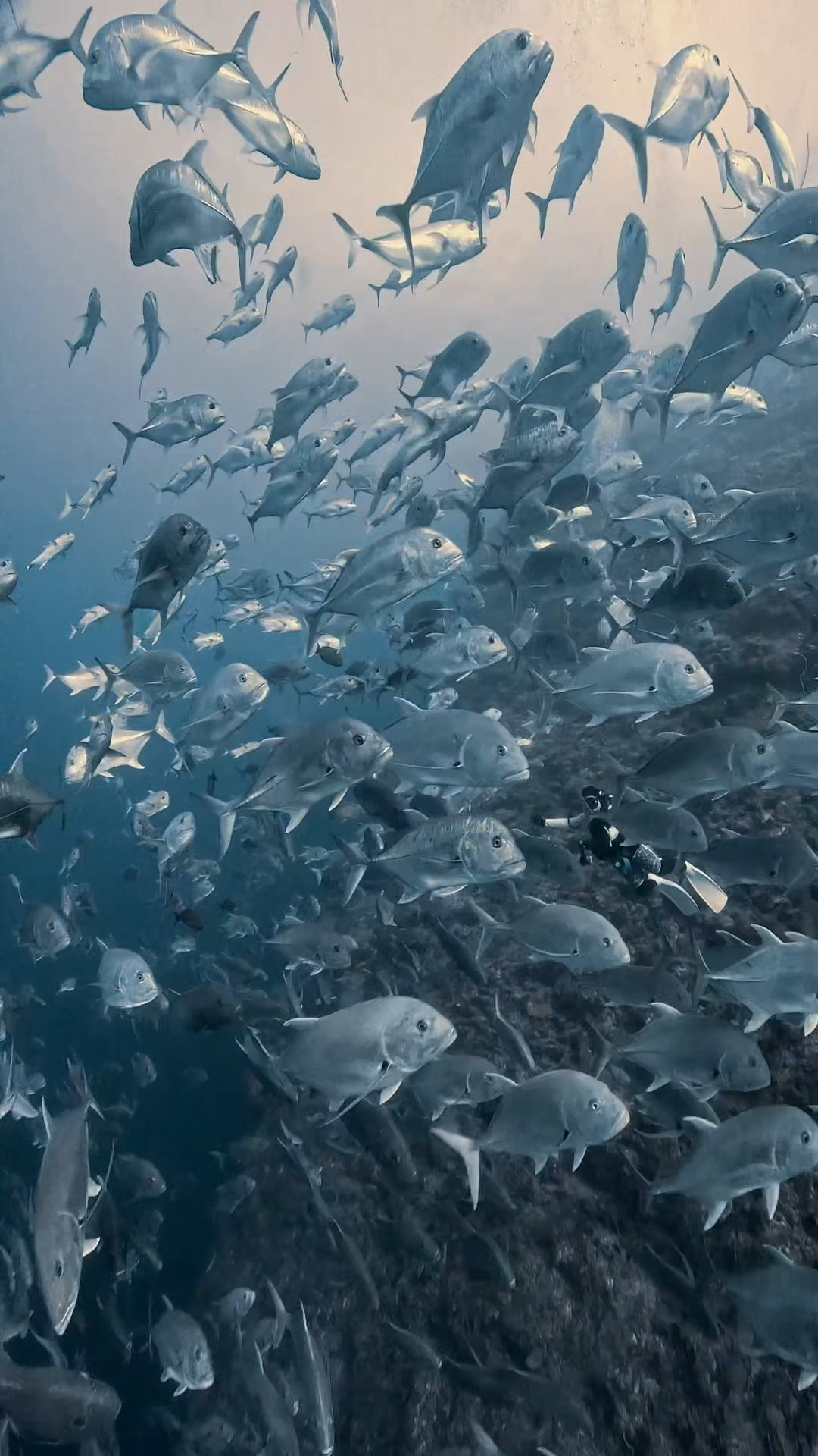 真正面から攻める ペリリューコーナー ペリリューカット ペリリューエキスプレス パラオ ペリリュー島のダイビングショップ｜OMZオムズ