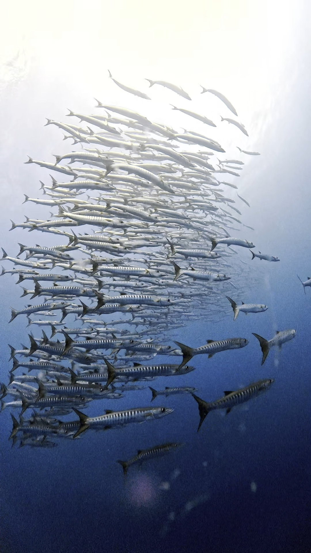 カスミ吹雪 ペリリューコーナー ペリリューカット ペリリューエキスプレス タートルコーブ パラオ ペリリュー島のダイビングショップ|OMZオムズ