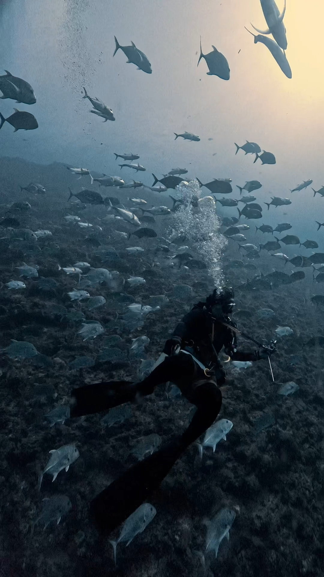 真正面から攻める ペリリューコーナー ペリリューカット ペリリューエキスプレス パラオ ペリリュー島のダイビングショップ｜OMZオムズ