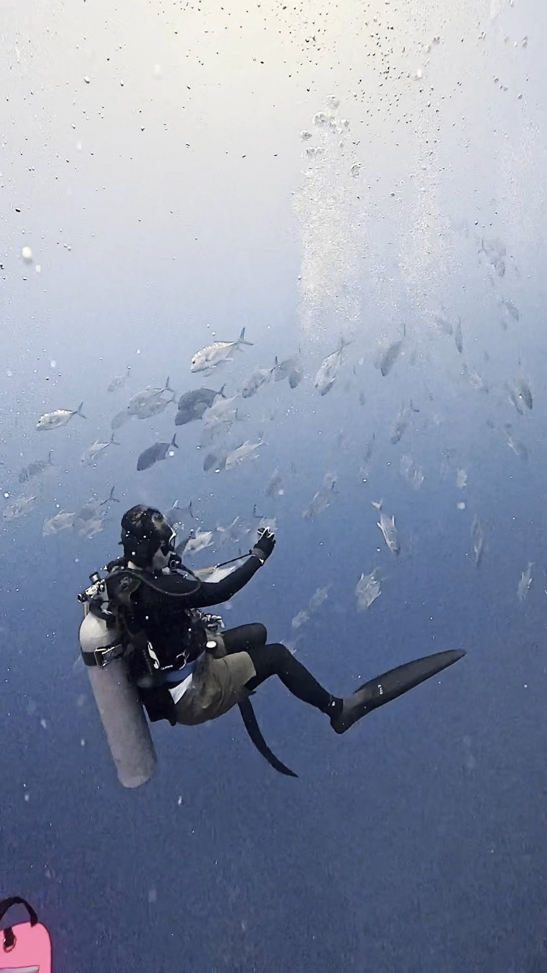 カスミ吹雪 ペリリューコーナー ペリリューカット ペリリューエキスプレス タートルコーブ パラオ ペリリュー島のダイビングショップ|OMZオムズ