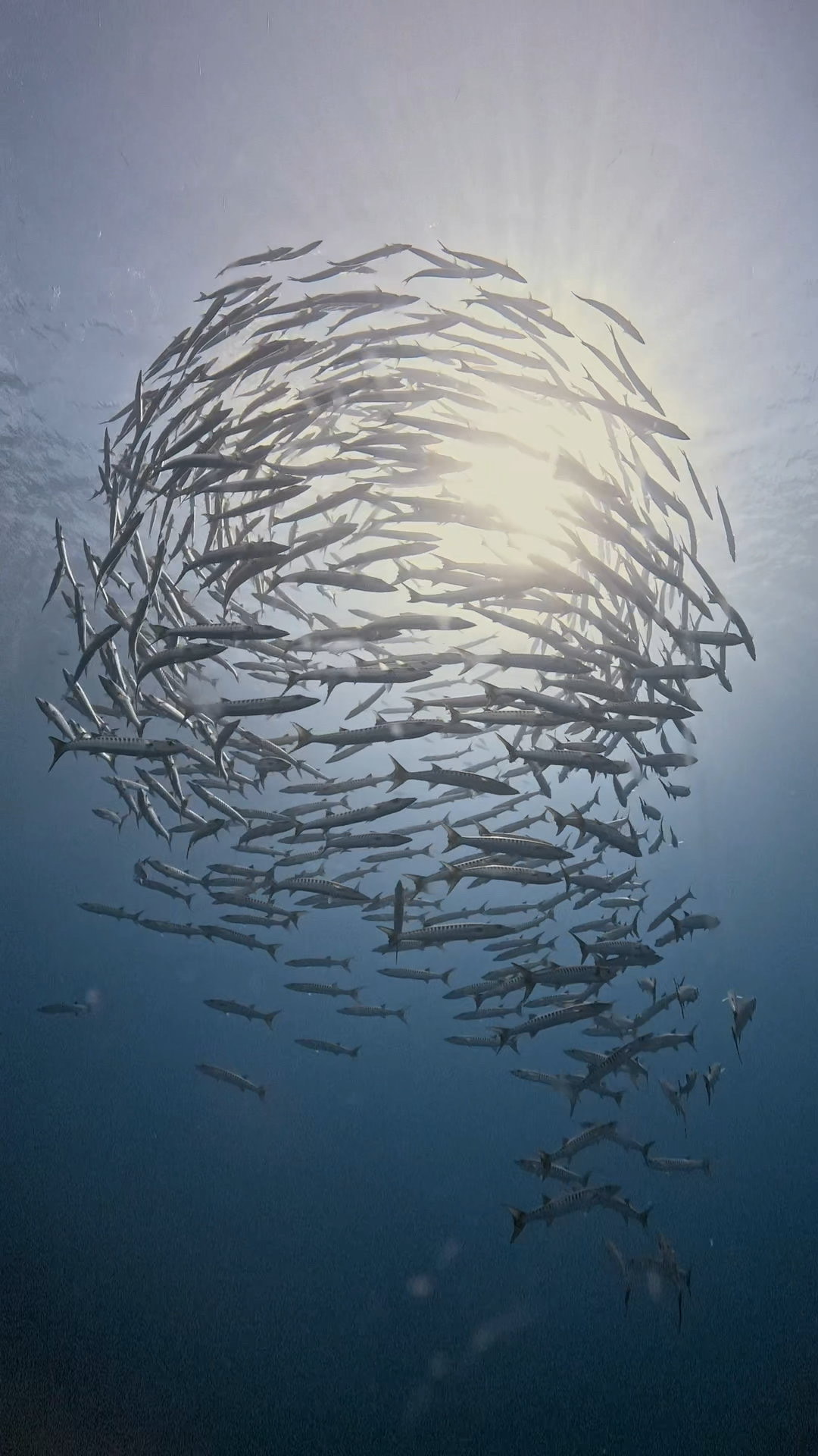 ダウンカレントと闘う ペリリューコーナー ペリリューカット ペリリューエキスプレス パラオ ペリリュー島のダイビングショップ｜OMZオムズ