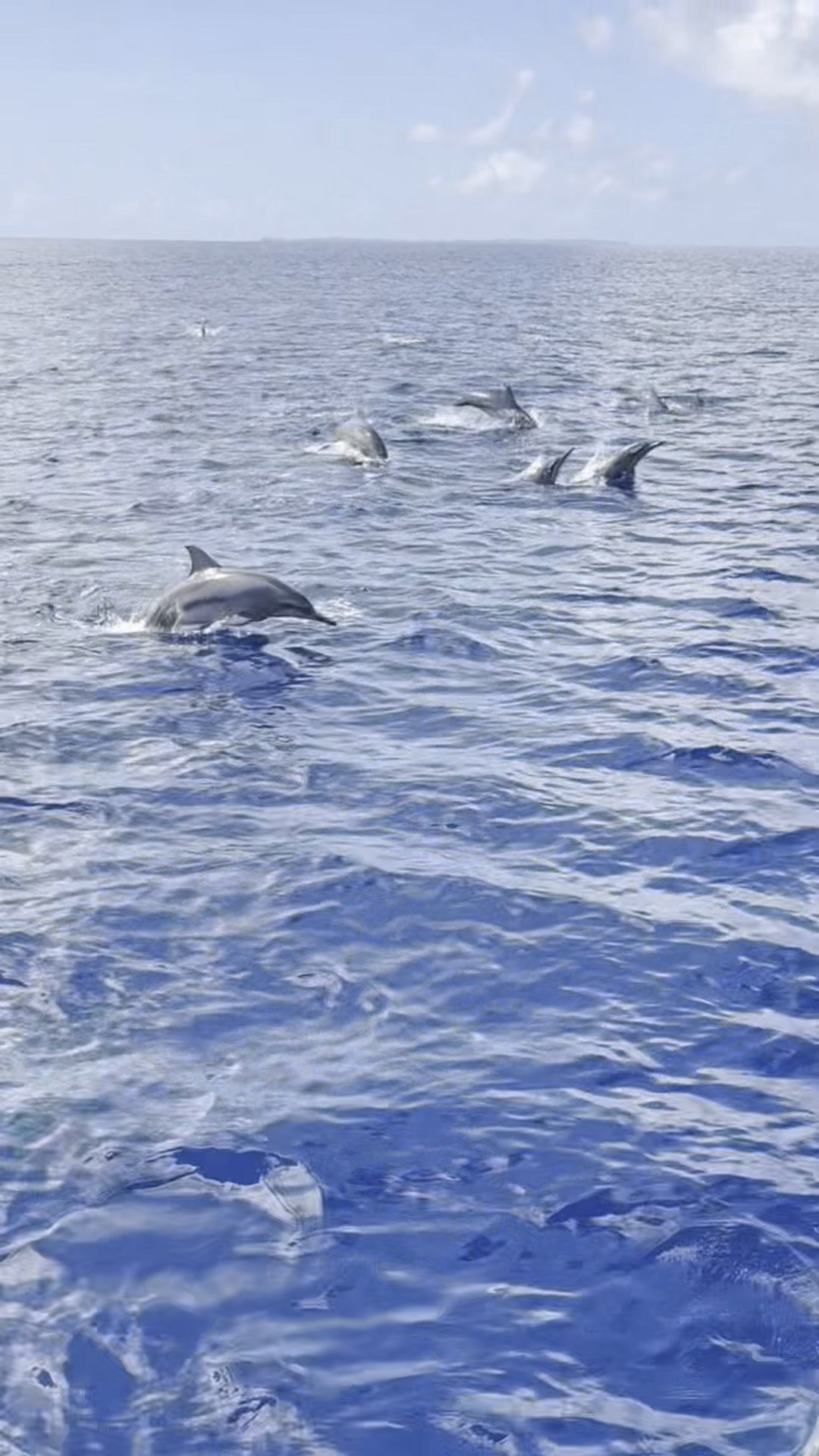 カスミ吹雪 ペリリューコーナー ペリリューカット ペリリューエキスプレス タートルコーブ パラオ ペリリュー島のダイビングショップ|OMZオムズ