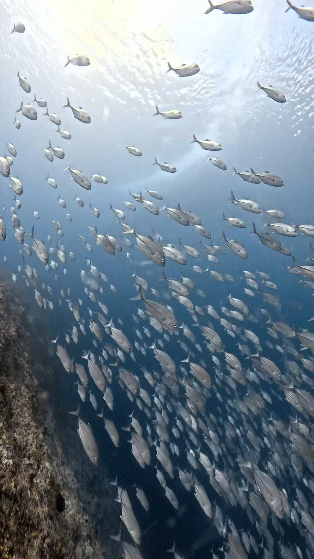 真正面から攻める ペリリューコーナー ペリリューカット ペリリューエキスプレス パラオ ペリリュー島のダイビングショップ｜OMZオムズ