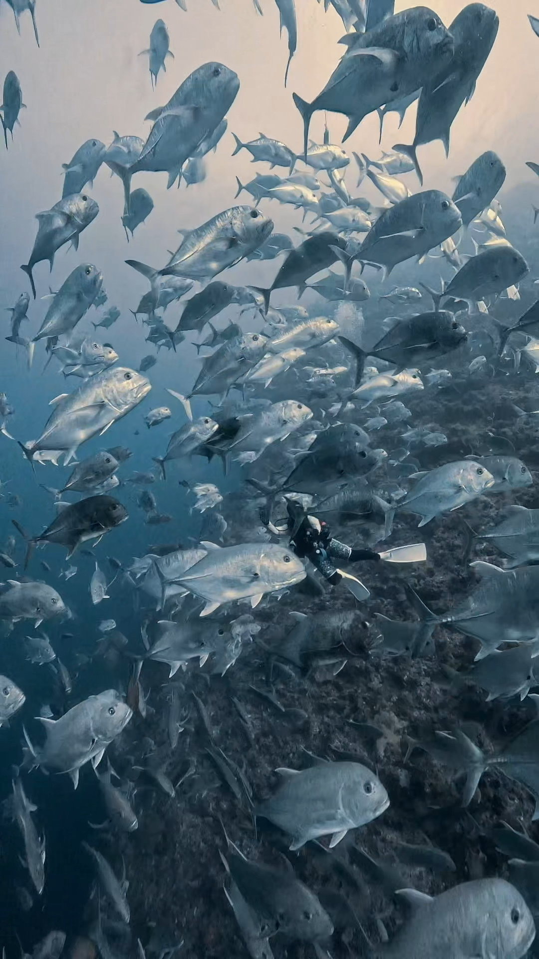 真正面から攻める ペリリューコーナー ペリリューカット ペリリューエキスプレス パラオ ペリリュー島のダイビングショップ｜OMZオムズ