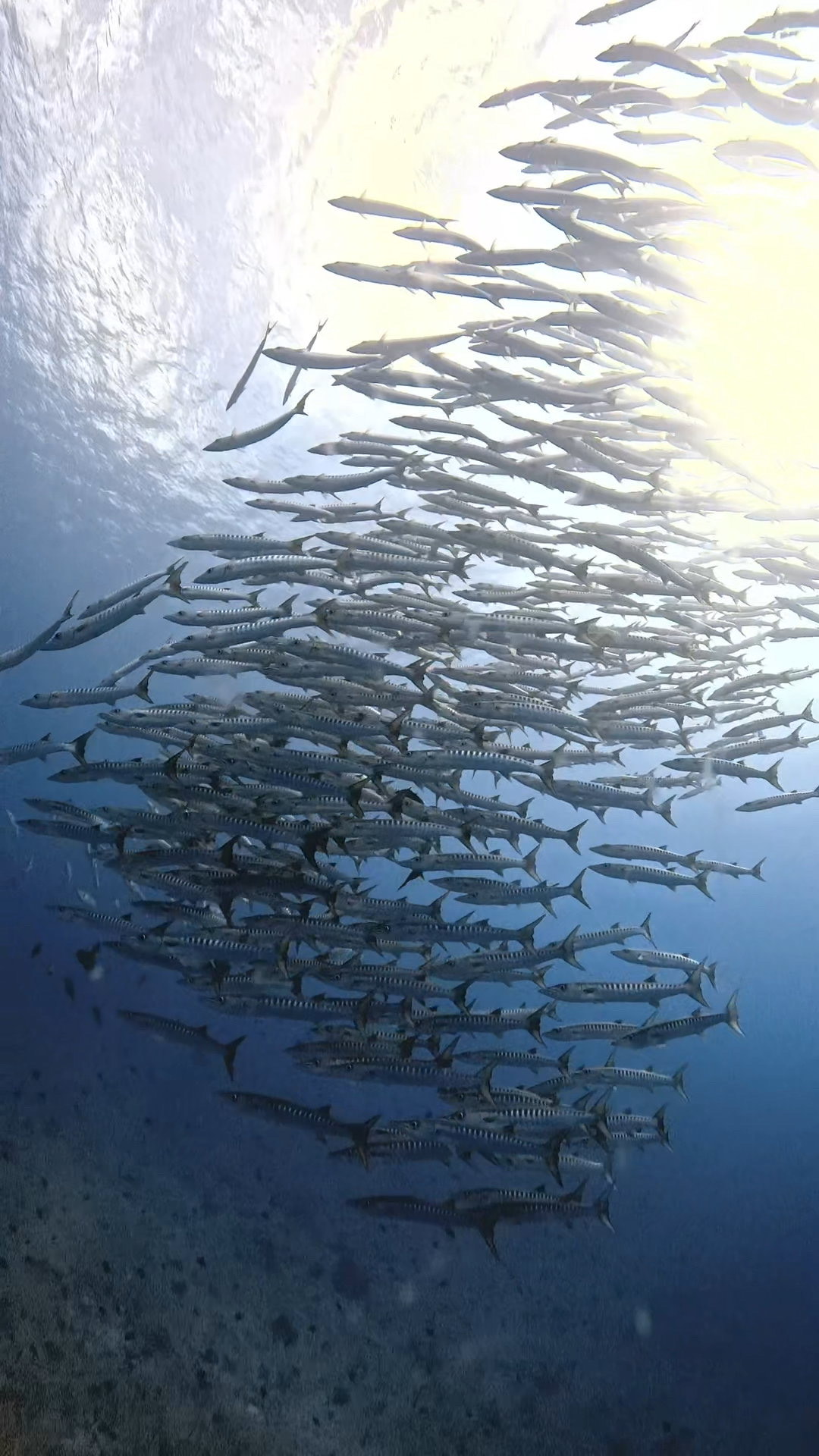 ダウンカレントと闘う ペリリューコーナー ペリリューカット ペリリューエキスプレス パラオ ペリリュー島のダイビングショップ｜OMZオムズ