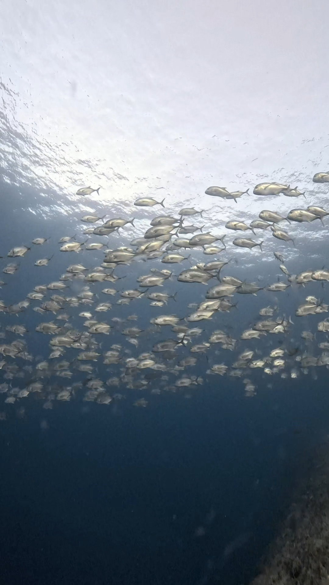 ダウンカレントと闘う ペリリューコーナー ペリリューカット ペリリューエキスプレス パラオ ペリリュー島のダイビングショップ｜OMZオムズ