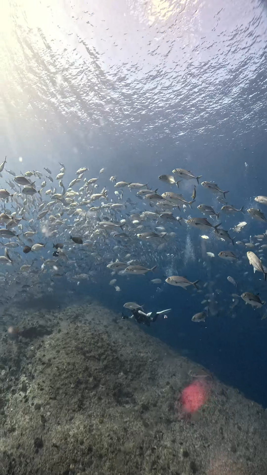 ダウンカレントと闘う ペリリューコーナー ペリリューカット ペリリューエキスプレス パラオ ペリリュー島のダイビングショップ｜OMZオムズ
