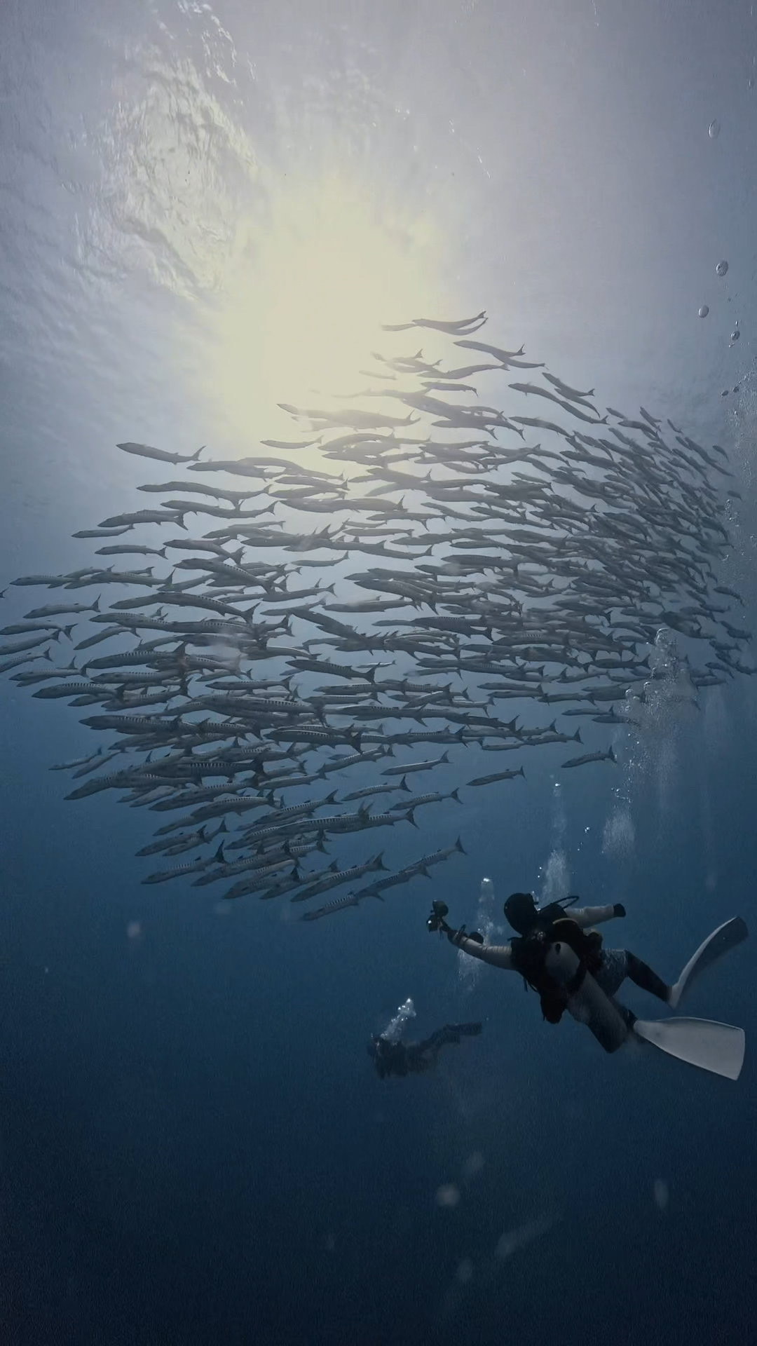 ダウンカレントと闘う ペリリューコーナー ペリリューカット ペリリューエキスプレス パラオ ペリリュー島のダイビングショップ｜OMZオムズ