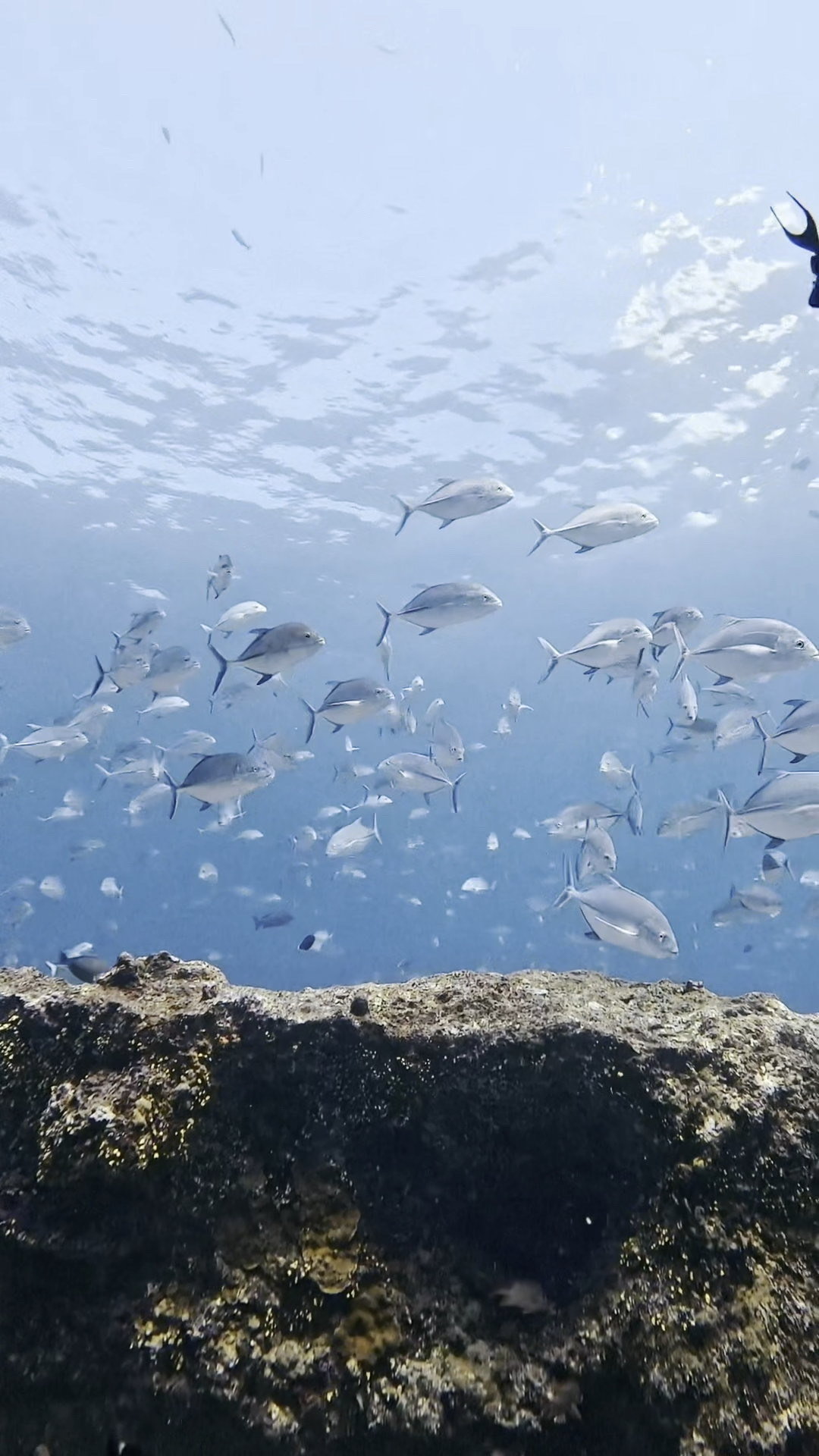 カスミ吹雪 ペリリューコーナー ペリリューカット ペリリューエキスプレス タートルコーブ パラオ ペリリュー島のダイビングショップ|OMZオムズ