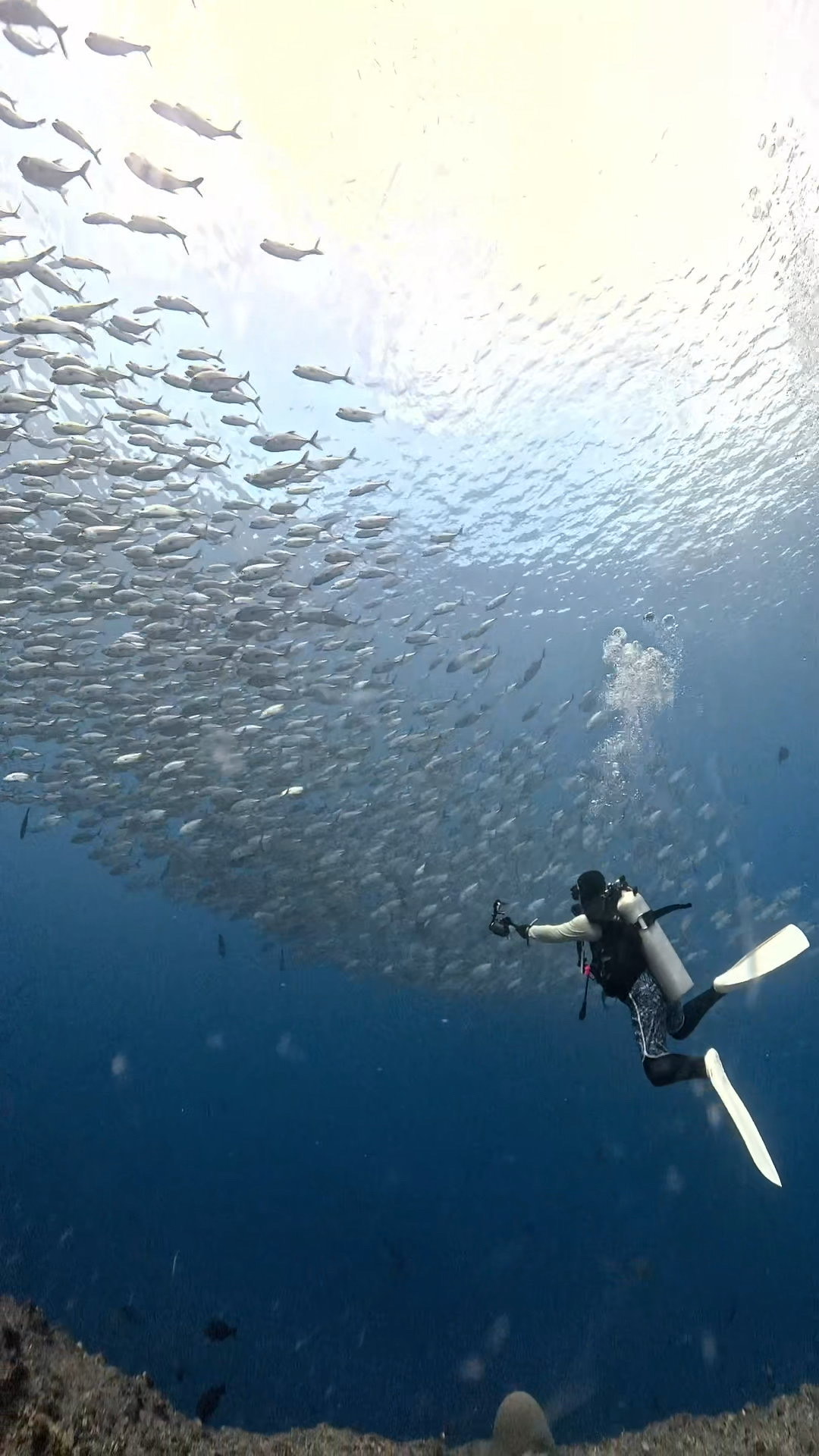 真正面から攻める ペリリューコーナー ペリリューカット ペリリューエキスプレス パラオ ペリリュー島のダイビングショップ｜OMZオムズ