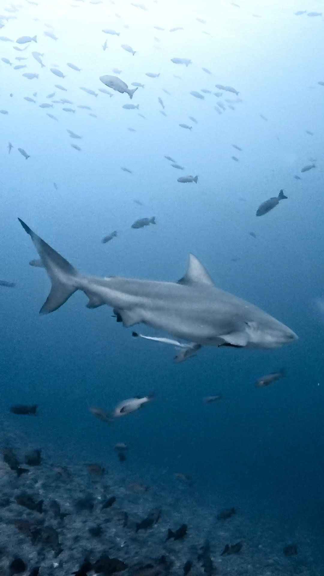 ブルシャークに向かって ペリリューコーナー ペリリューカット ペリリューエキスプレス パラオ ペリリュー島のダイビングショップ｜OMZオムズ