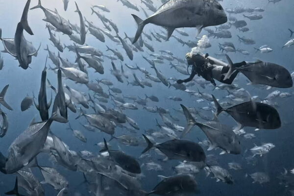 ロウニンアジの群れの中、極上