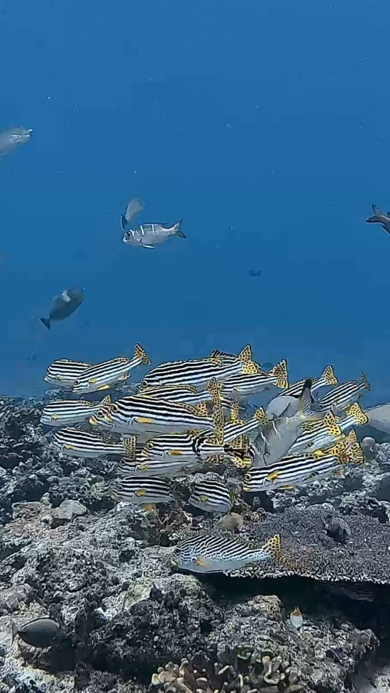 ロウニンアジの群れの中に入るには己のフィンキック ペリリューコーナー ペリリューカット ペリリューエキスプレス パラオ ペリリュー島のダイビングショップ|OMZオムズ