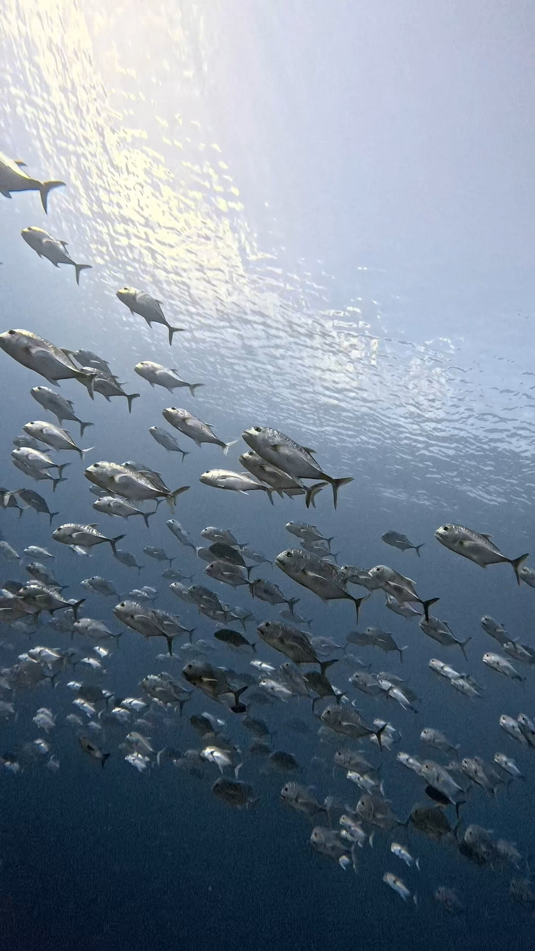 ぶん流れの時は、裏からも攻める ペリリューコーナー ペリリューカット ペリリューエキスプレス パラオ ペリリュー島のダイビングショップ|OMZオムズ