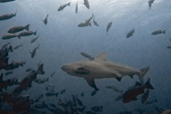 ブルシャークと私たち