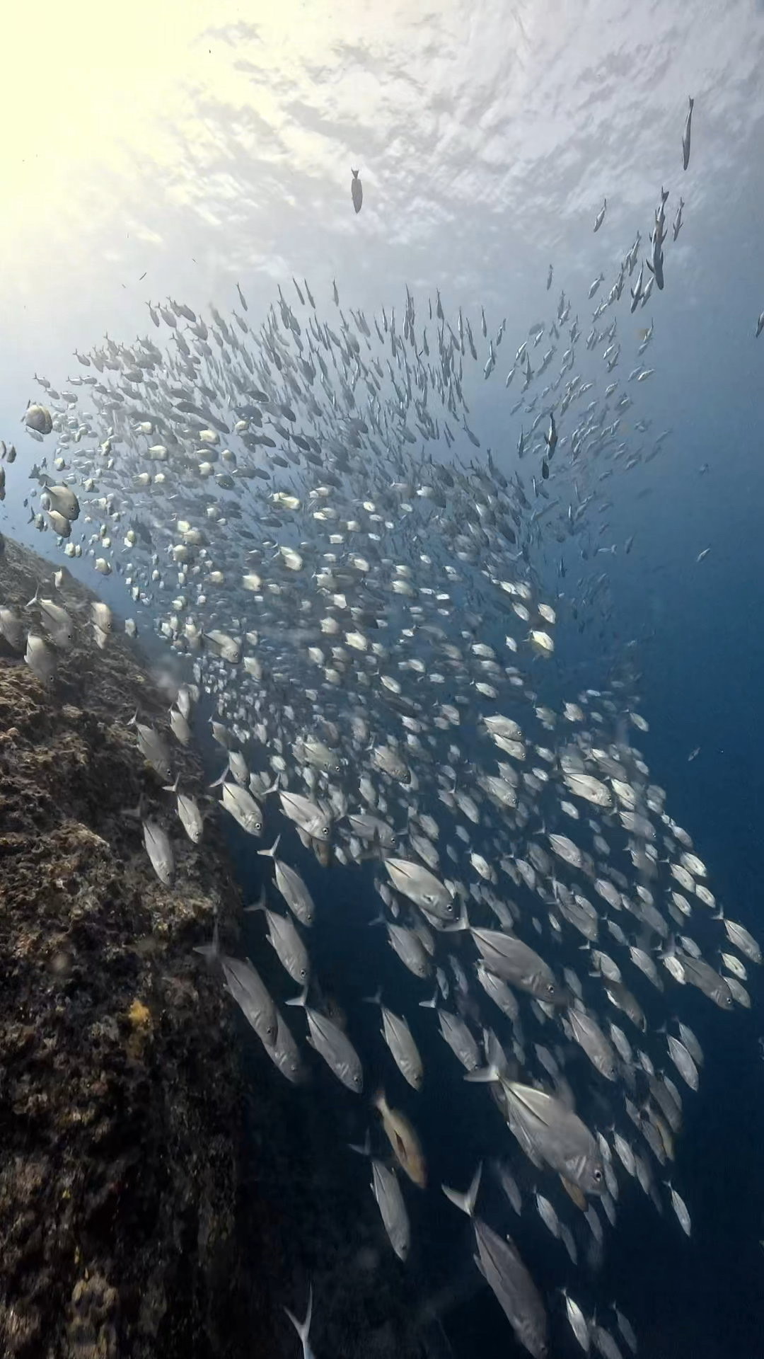 ロウニンアジの群れの中、極上 ペリリューコーナー ペリリューカット ペリリューエキスプレス パラオ ペリリュー島のダイビングショップ|OMZオムズ
