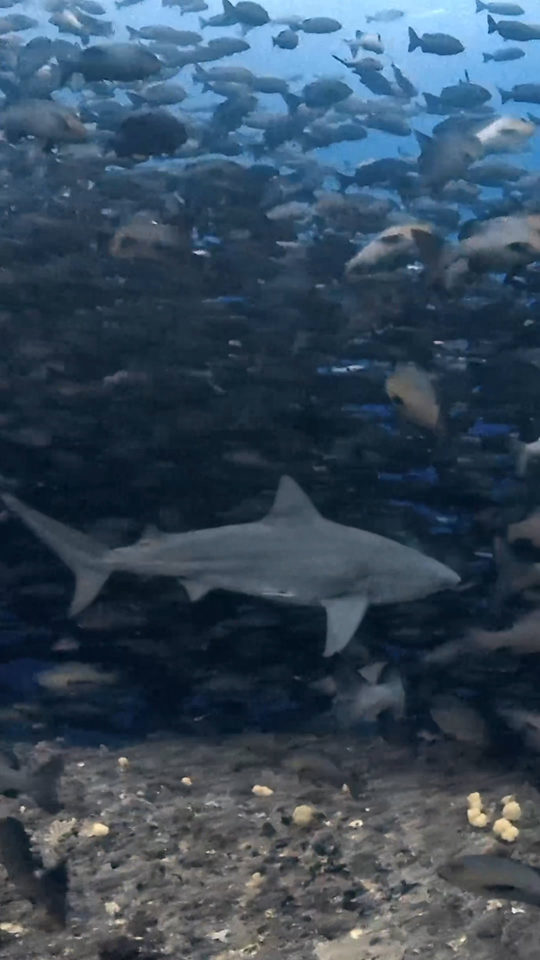 四方八方ブルシャーク ペリリューコーナー ペリリューカット ペリリューエキスプレス パラオ ペリリュー島のダイビングショップ|OMZオムズ