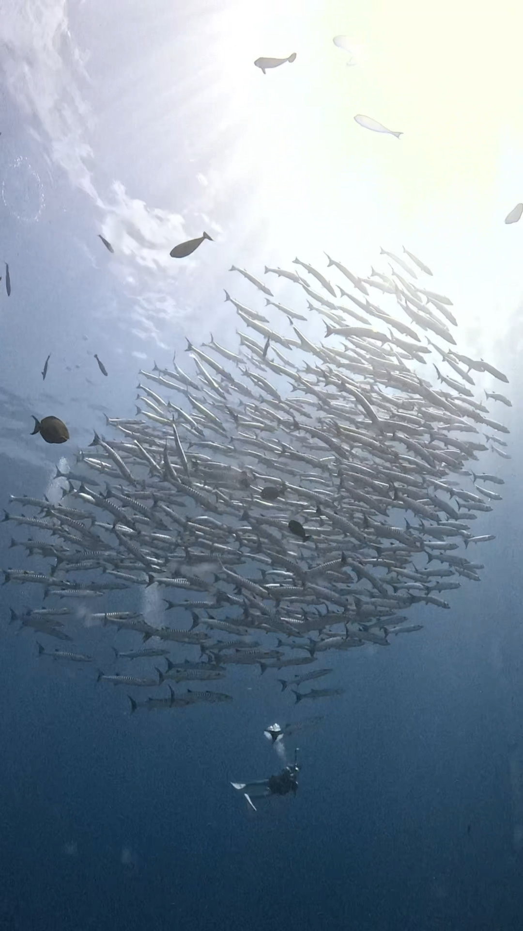 ぶん流れの時は、裏からも攻める ペリリューコーナー ペリリューカット ペリリューエキスプレス パラオ ペリリュー島のダイビングショップ|OMZオムズ