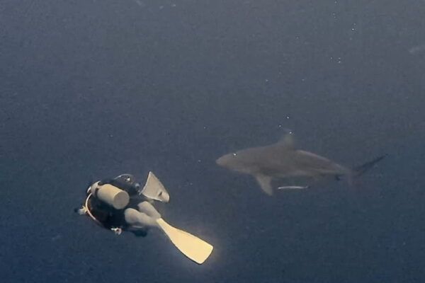 ブルシャークに向かって