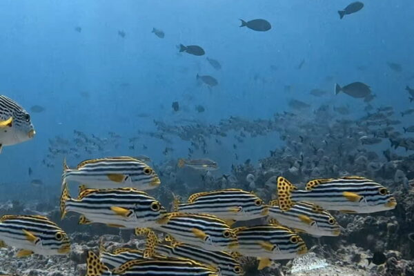ぶん流れの時は、裏からも攻める