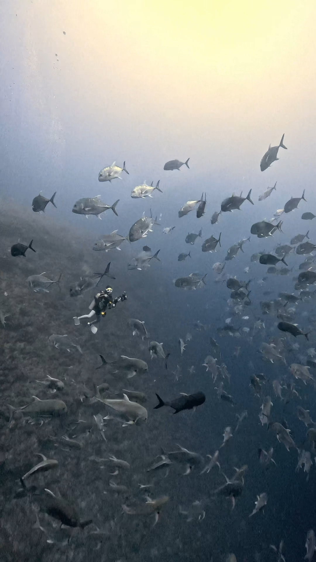 ロウニンアジの群れの中、極上 ペリリューコーナー ペリリューカット ペリリューエキスプレス パラオ ペリリュー島のダイビングショップ|OMZオムズ