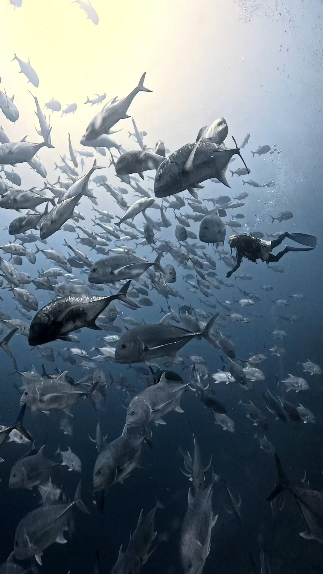 ロウニンアジの群れの中、極上 ペリリューコーナー ペリリューカット ペリリューエキスプレス パラオ ペリリュー島のダイビングショップ|OMZオムズ