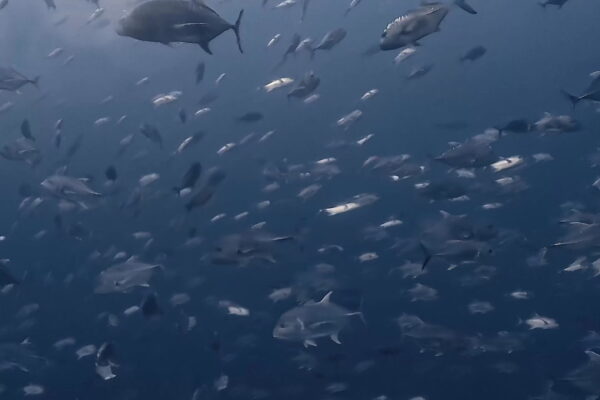 ロウニンアジの群れの中に入るには己のフィンキック