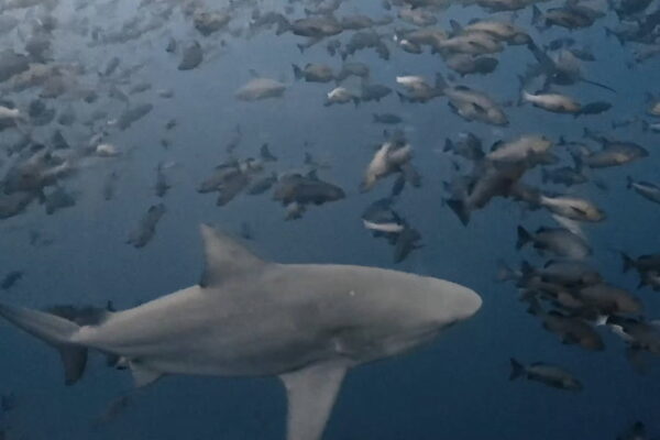 四方八方ブルシャーク