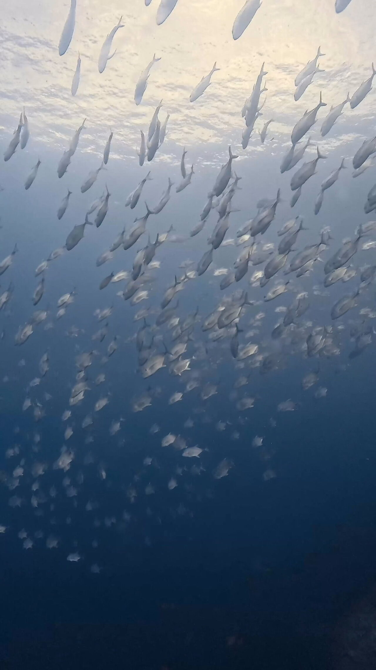 己の脚で泳ぐ ペリリューコーナー ペリリューカット ペリリューエキスプレス パラオ ペリリュー島のダイビングショップ｜OMZオムズ