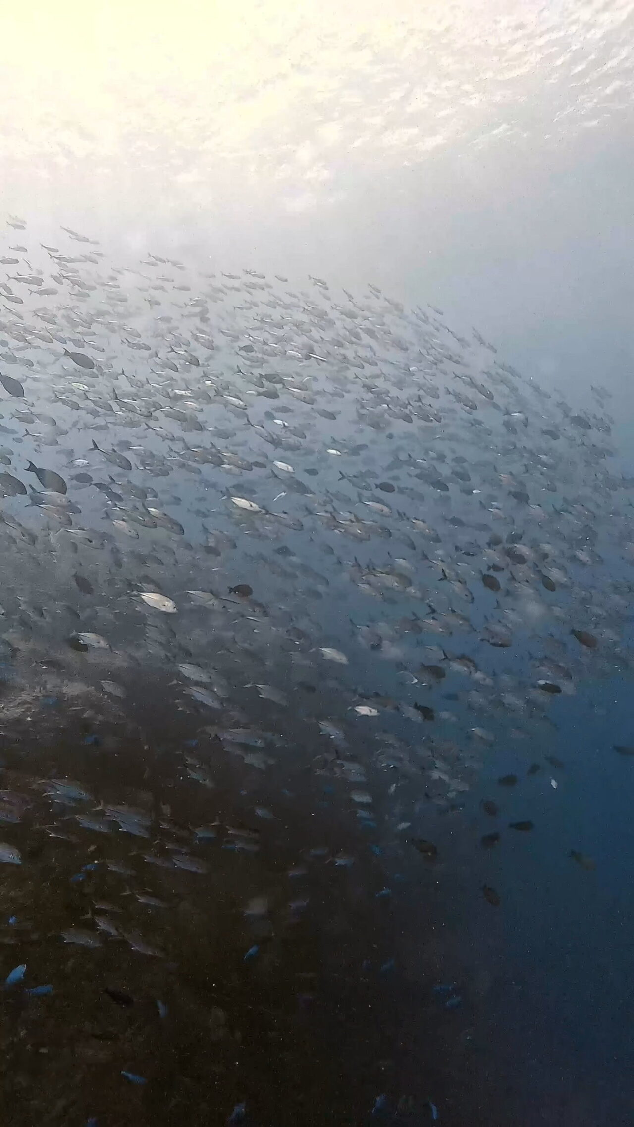 ペリリューの主役はロウニンアジの群れ ペリリューコーナー ペリリューカット ペリリューエキスプレス タートルコーブ パラオ ペリリュー島のダイビングショップ｜OMZオムズ