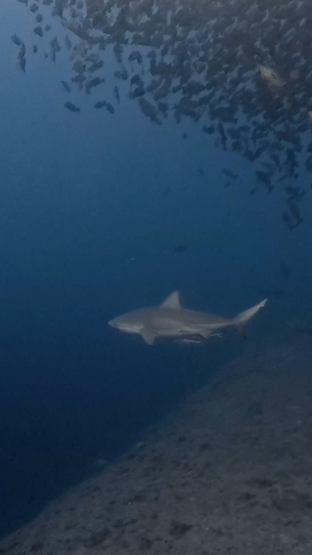 逞しきブルシャーク愛し ペリリューコーナー ペリリューカット ペリリューエキスプレス パラオ ペリリュー島のダイビングショップ｜OMZオムズ