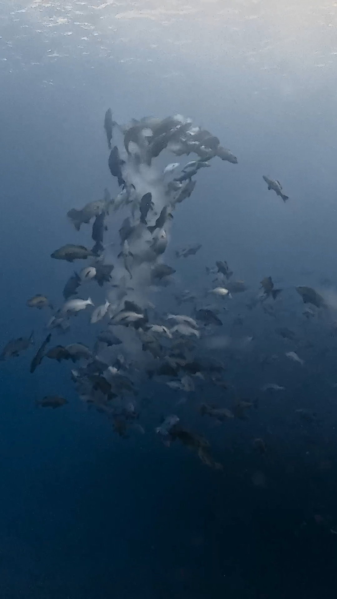 逞しきブルシャーク愛し ペリリューコーナー ペリリューカット ペリリューエキスプレス パラオ ペリリュー島のダイビングショップ｜OMZオムズ