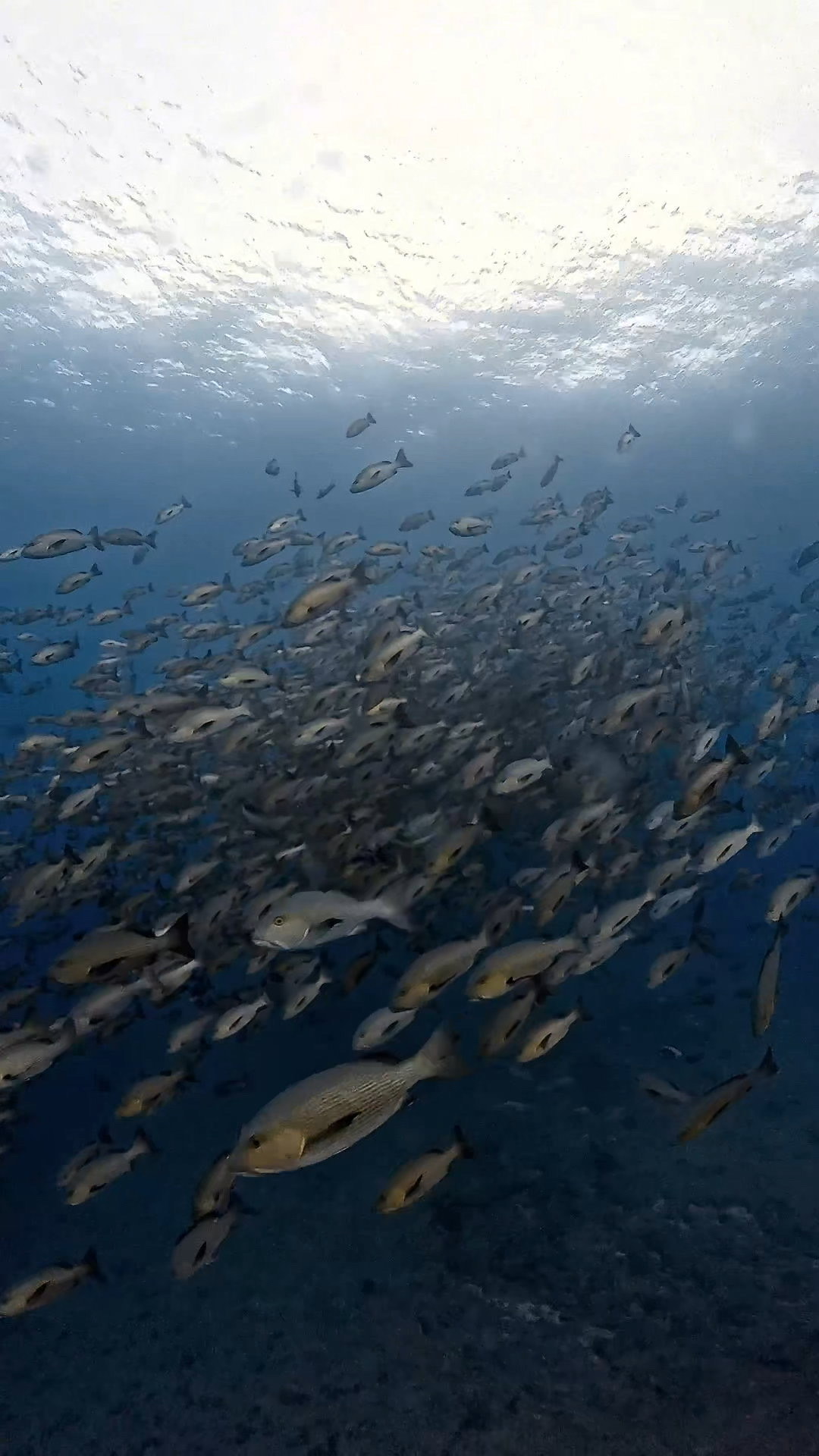 逞しきブルシャーク愛し ペリリューコーナー ペリリューカット ペリリューエキスプレス パラオ ペリリュー島のダイビングショップ｜OMZオムズ