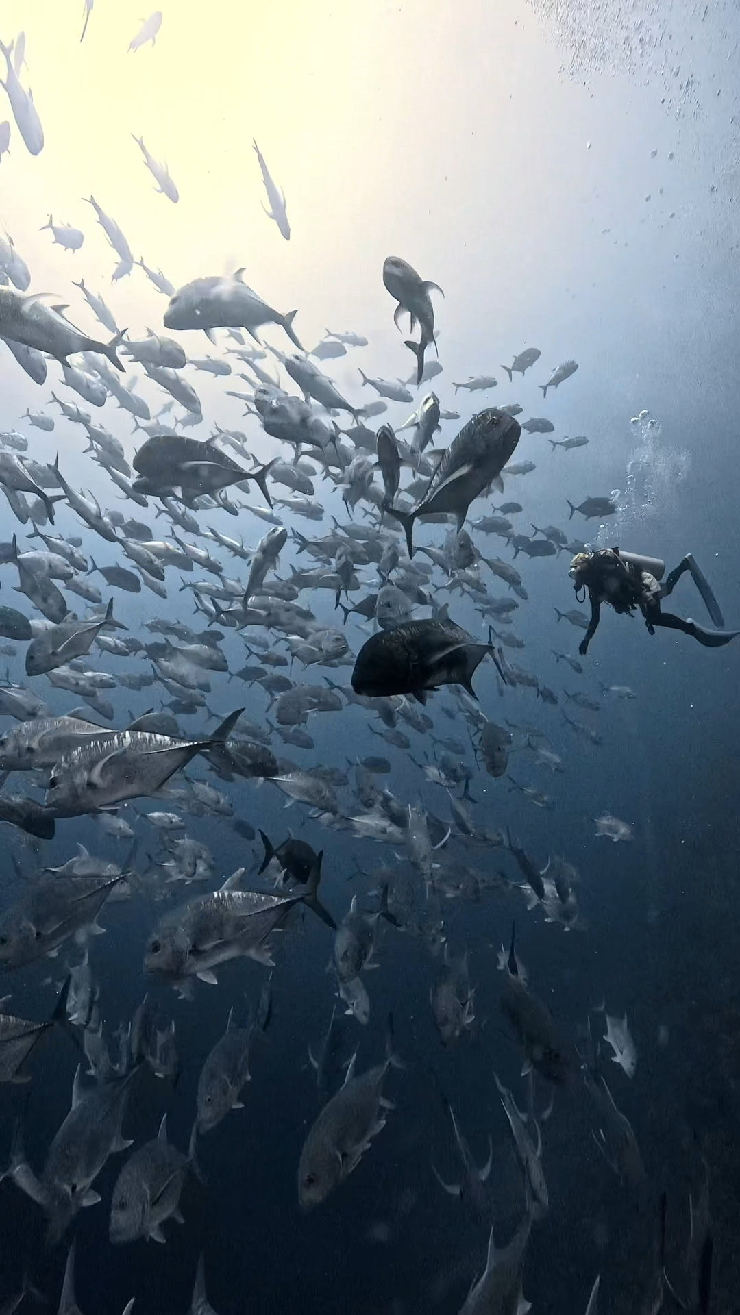 ロウニンアジの群れの中、極上 ペリリューコーナー ペリリューカット ペリリューエキスプレス パラオ ペリリュー島のダイビングショップ|OMZオムズ