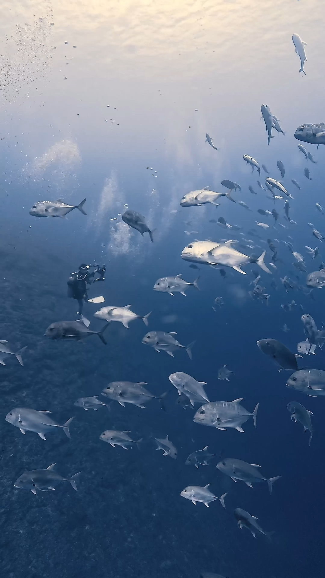 ブルシャークと私たち ペリリューコーナー ペリリューカット ペリリューエキスプレス パラオ ペリリュー島のダイビングショップ|OMZオムズ