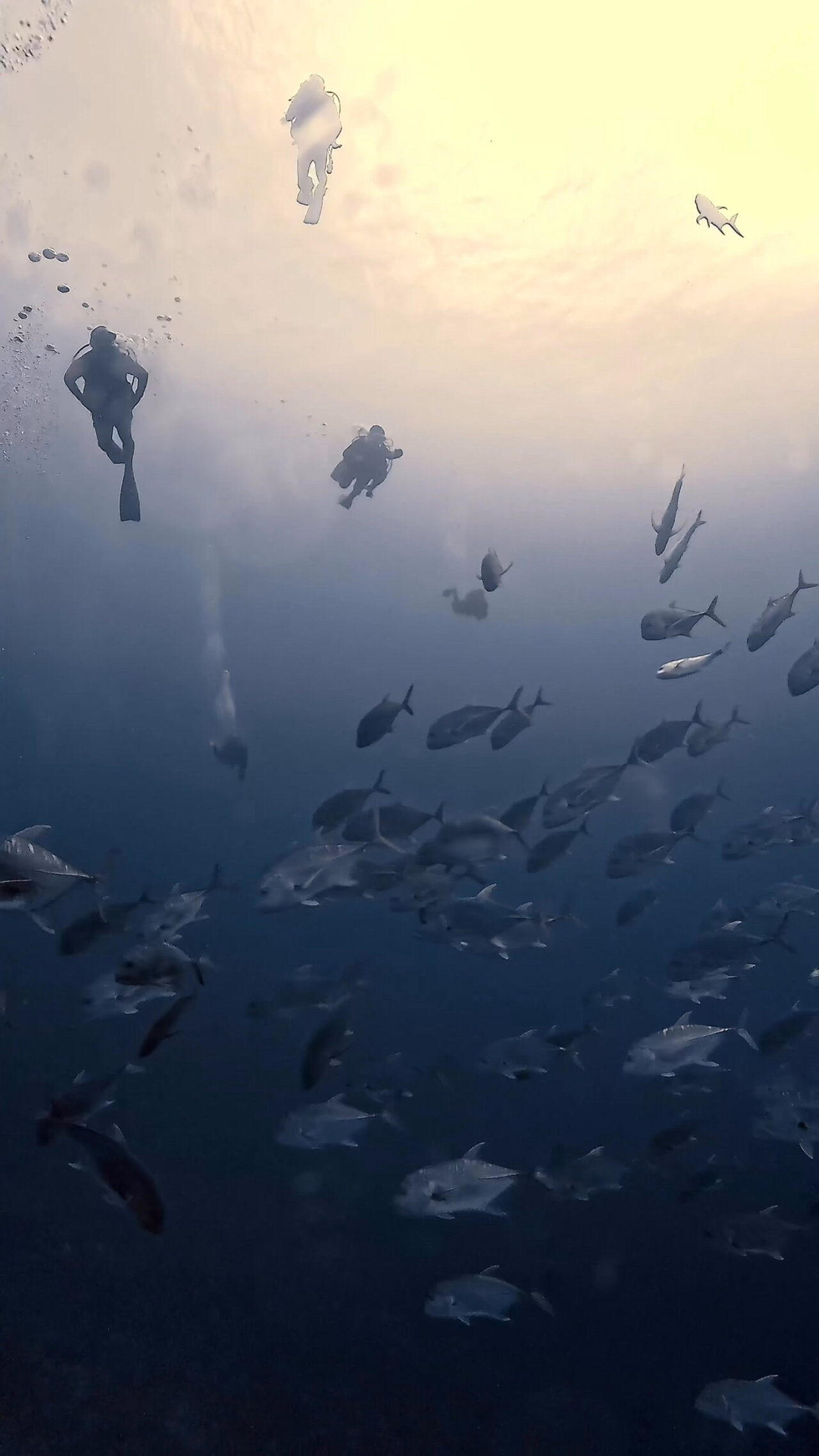 ロウニンアジの群れの中に入るには己のフィンキック ペリリューコーナー ペリリューカット ペリリューエキスプレス パラオ ペリリュー島のダイビングショップ|OMZオムズ