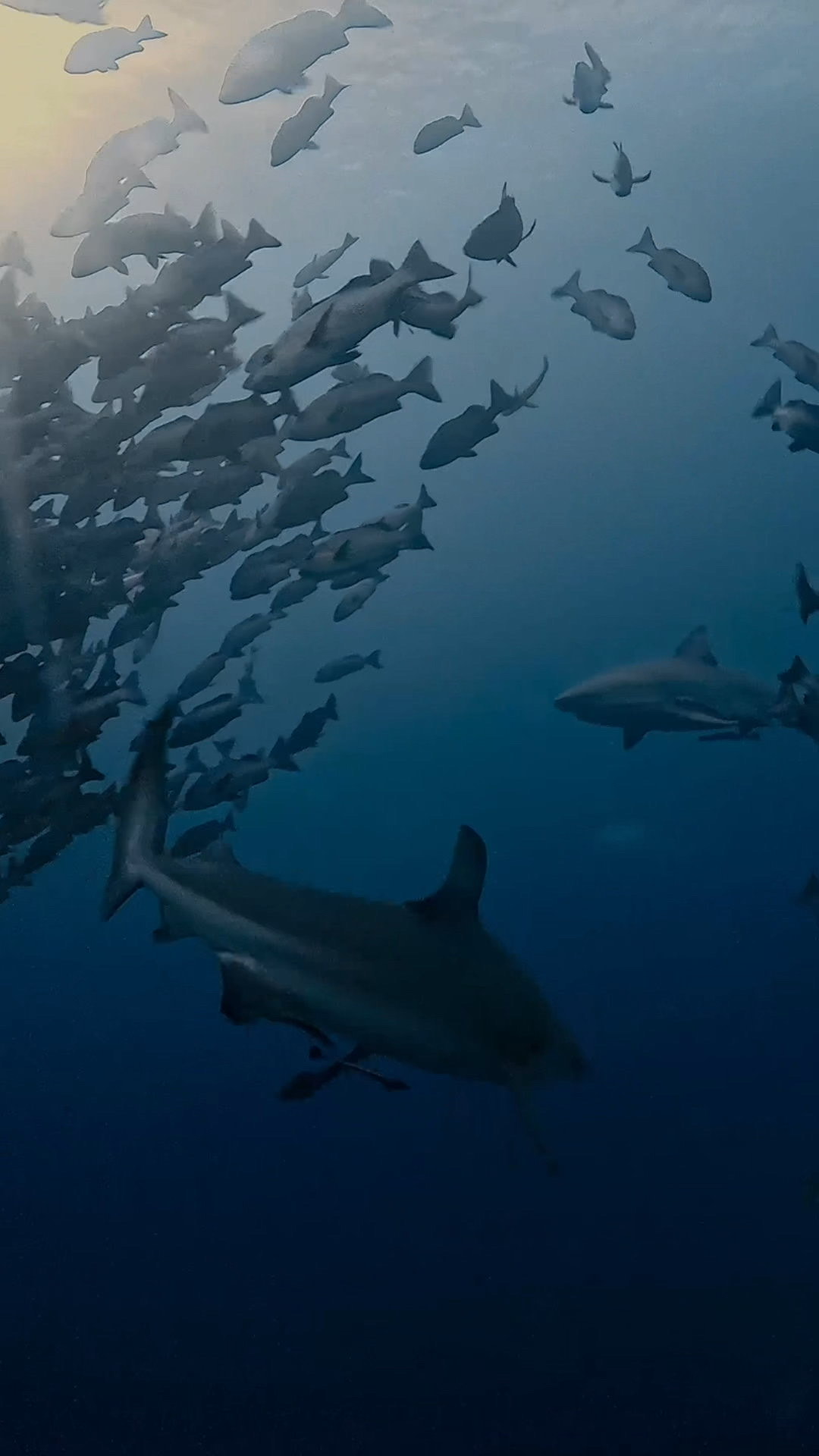 逞しきブルシャーク愛し ペリリューコーナー ペリリューカット ペリリューエキスプレス パラオ ペリリュー島のダイビングショップ｜OMZオムズ