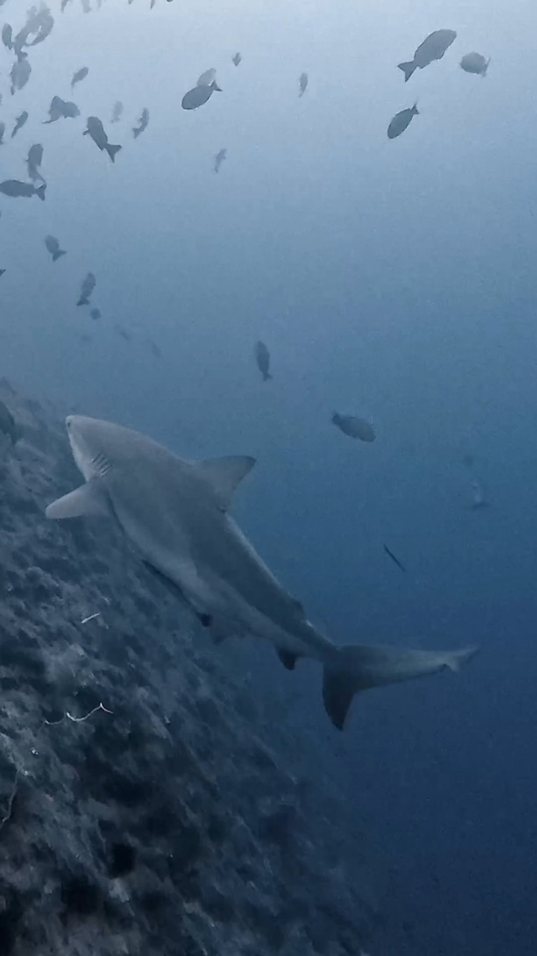 ブルシャークに向かって ペリリューコーナー ペリリューカット ペリリューエキスプレス パラオ ペリリュー島のダイビングショップ｜OMZオムズ