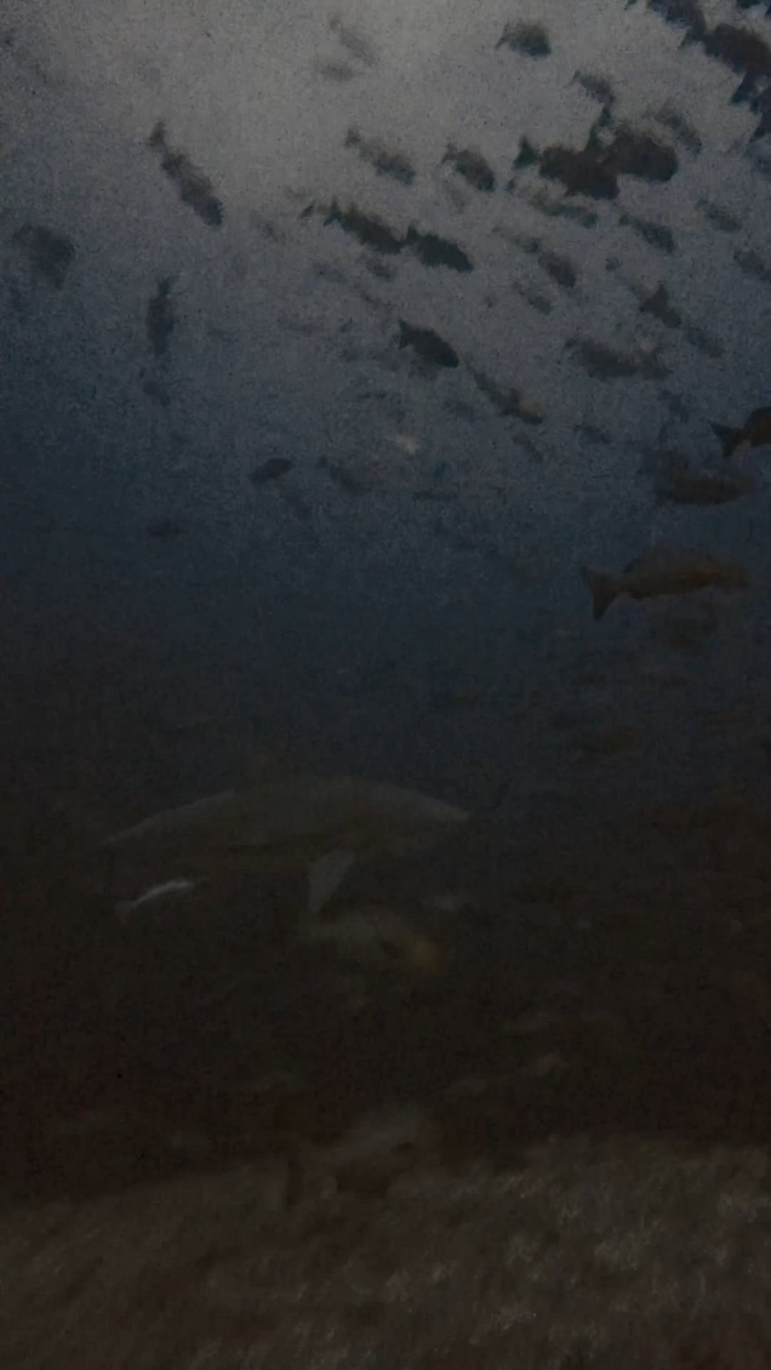 ブルシャークと私たち ペリリューコーナー ペリリューカット ペリリューエキスプレス パラオ ペリリュー島のダイビングショップ|OMZオムズ