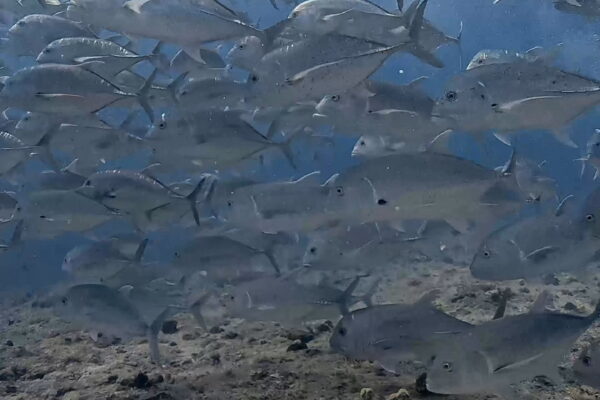 ペリリューの主役はロウニンアジの群れ