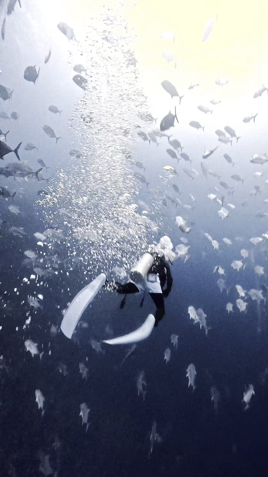 ロウニンアジの渦巻 ペリリューコーナー ペリリューカット ペリリューエキスプレス パラオ ペリリュー島のダイビングショップ|OMZオムズ