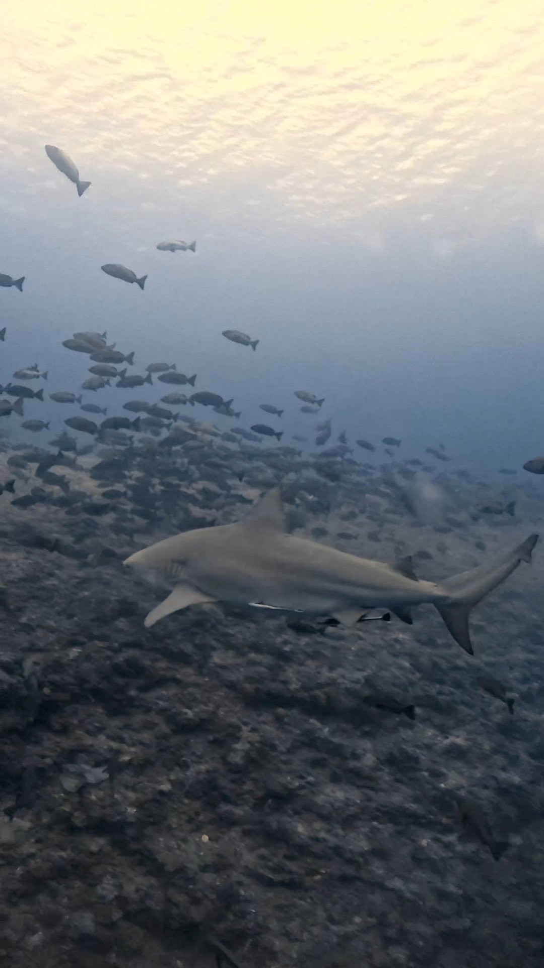 四方八方ブルシャーク ペリリューコーナー ペリリューカット ペリリューエキスプレス パラオ ペリリュー島のダイビングショップ|OMZオムズ