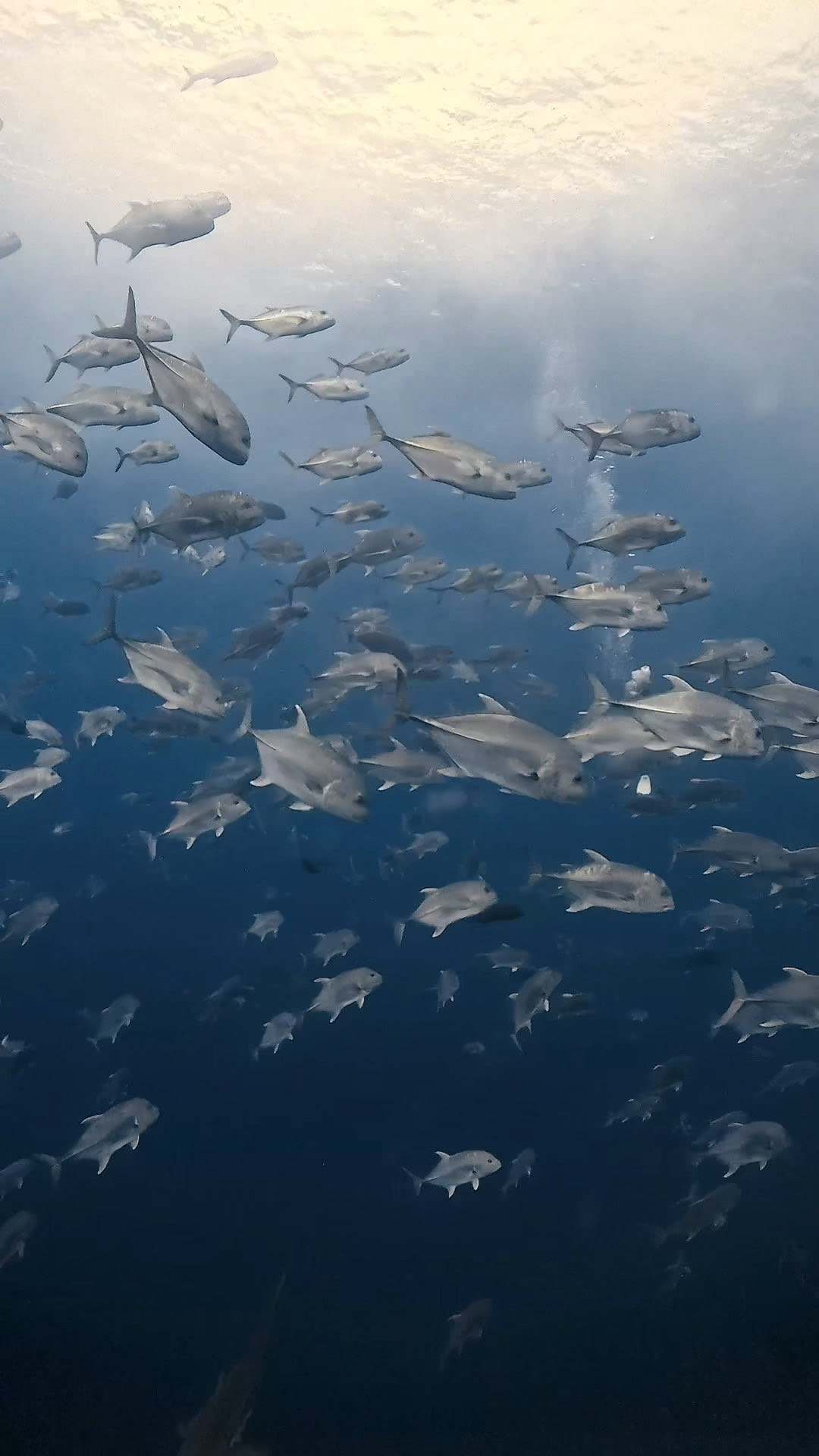 四方八方ブルシャーク ペリリューコーナー ペリリューカット ペリリューエキスプレス パラオ ペリリュー島のダイビングショップ|OMZオムズ